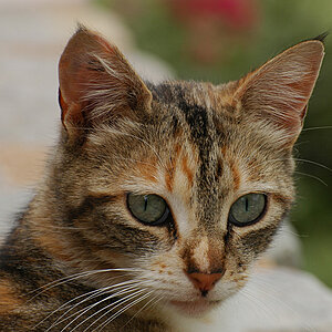 DSC 5619 Katze 900