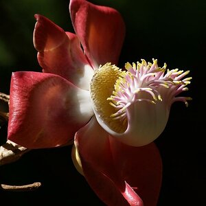 Kanonenkugelbaum, Couroupita guianensis