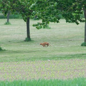 Katze (1)