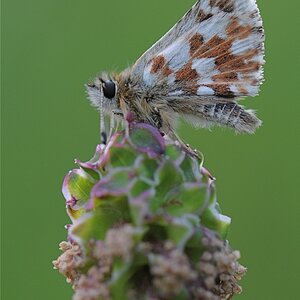 DSC 6786