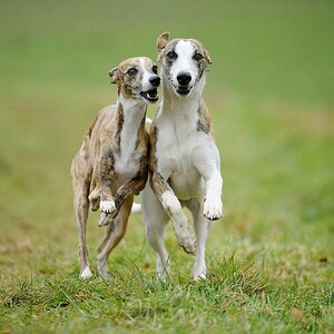 Jenny und Cosmo nf
