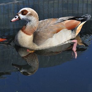 Nilgans