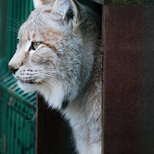 Luchs