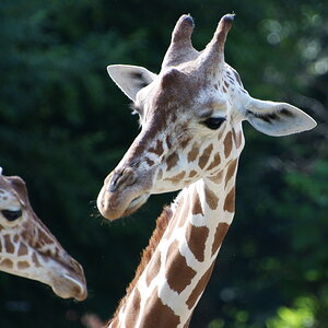 Im Duisburger Zoo