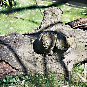 Holz oder doch eher Tier?