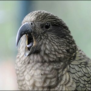 Vogel 2