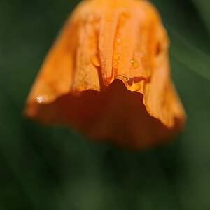 X mohn nach dem Regen