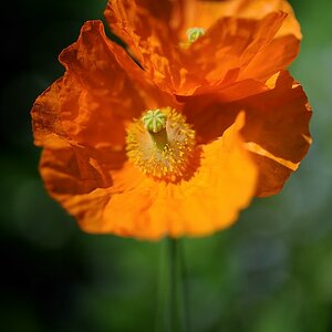 X Mohn orange