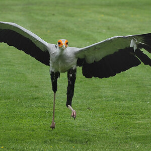 D30 8212a f2:  Sekretär, Vogelpark Walsrode