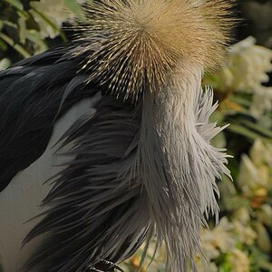 D30 8445a f:  Kronenkranich, Vogelpark Walsrode