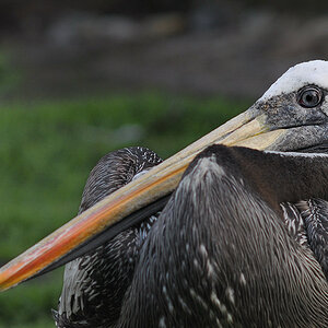 D30 8431a f:  Brauner Pelikan, Vogelpark Walsrode