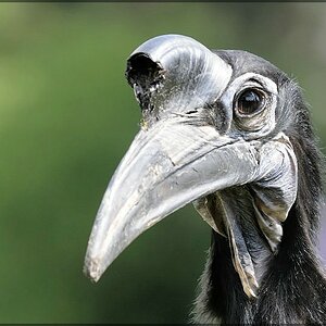 Vogel 3