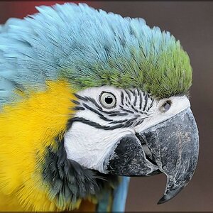 Vogel 4