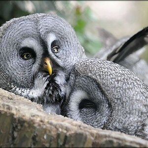 Vogel 5a