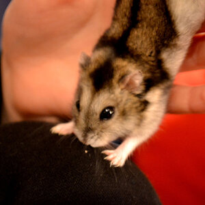 Hamster