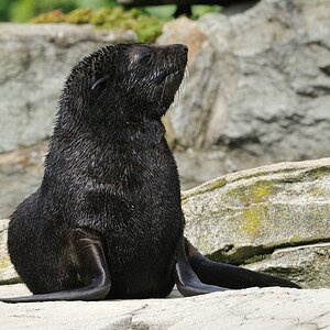 Seelöwe