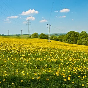 Blumenmeer