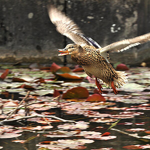 2011 04 26 DSC 0853 1000