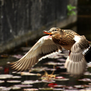 2011 04 26 DSC 0852 1000