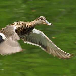 2011 04 26 DSC 0836 1000