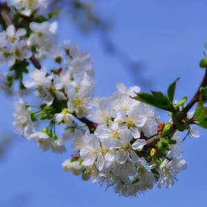 kirschblüte makro