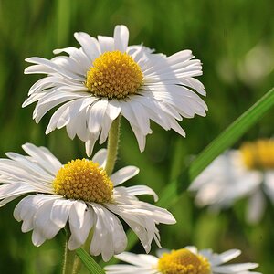 Gänseblümchen
