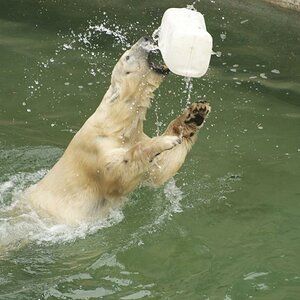 Eisbär Farbe