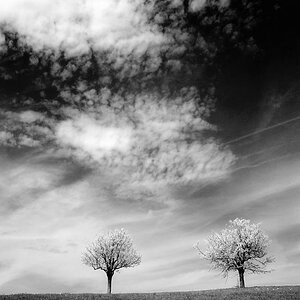 X Kirschbäume auf der Wiese s bw1 web