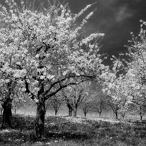 X Kirschblüte Eggener Tal s bw web