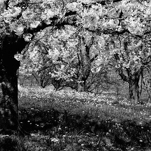 X unterm Kirschbaum s bw web