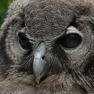 D30 8250b f: ?-Kauz, Vogelpark Walsrode