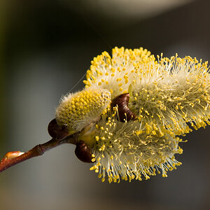 Weidenblüte