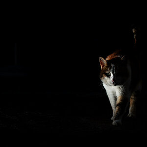 Katze auf der Jagd