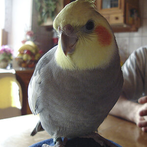 Vogel1