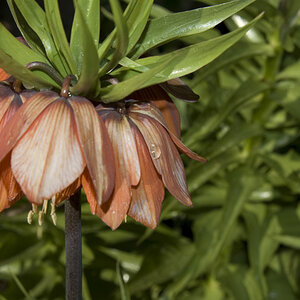 Blume 1