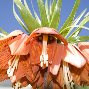 Blüte