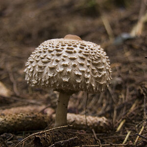 Pilz