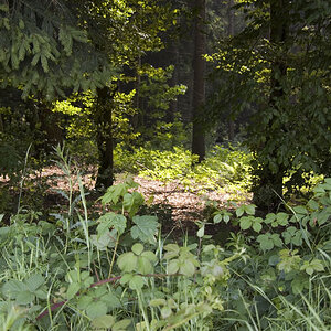 Wald1