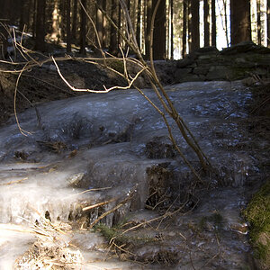 Eis im Wald