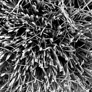 Strauch / B&W