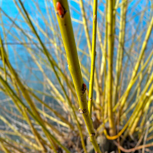 Schilfrohr / Macro