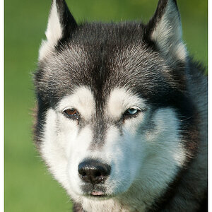 Hundewiese 3