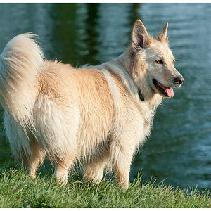 Hundewiese 1