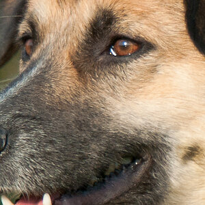 Hundewiese 2 100P