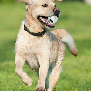 Hundewiese 4 Sina