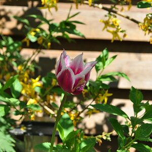 zweifarbige Tulpe