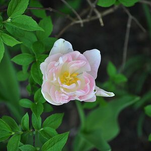 gefüllte rosa Tulpe