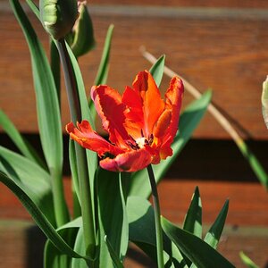 Papageien-Tulpe