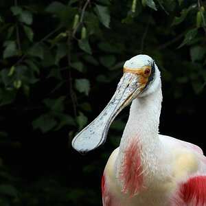 D30 8376a f:  Löffler, Vogelpark Walsrode