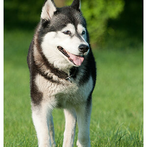 Husky